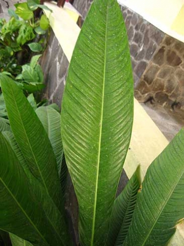 Philodendron campii 