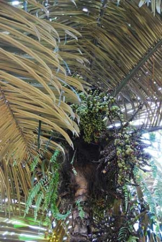 Arenga obtusifolia 