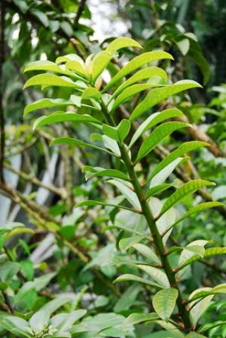 Pereskia grandiflora 