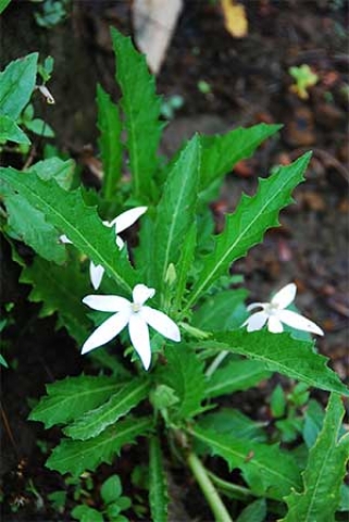 Hippobroma longiflora 