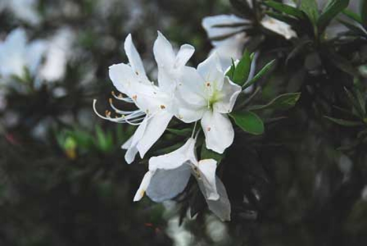 Rhododendron mucronatum 