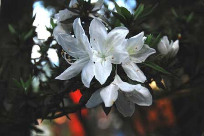 Rhododendron mucronatum 
