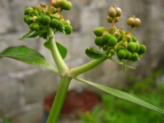 Euphorbia heterophylla 