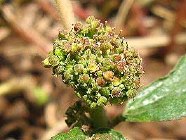 Euphorbia hirta 