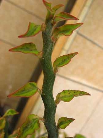 Pedilanthus tithymaloides 