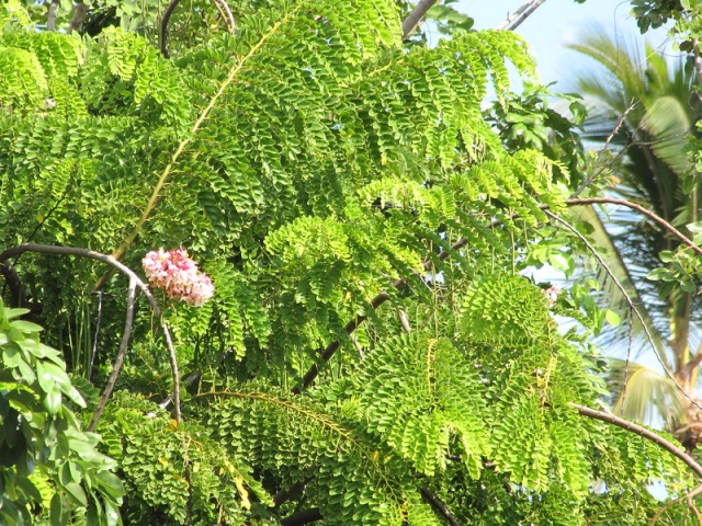Cassia javanica 
