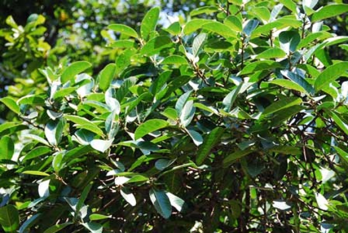 Ficus benghalensis 