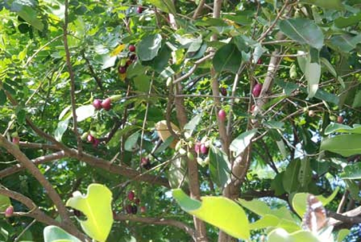 Syzygium cumini 