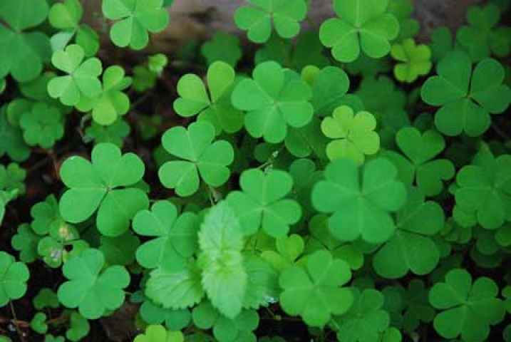 Oxalis corniculata
