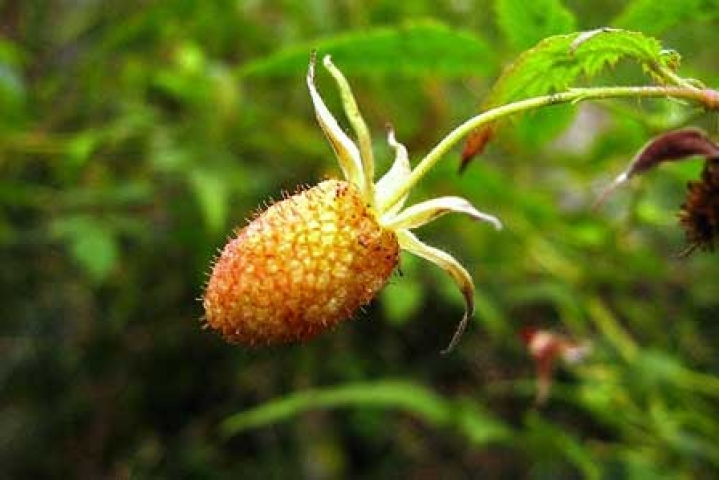 Rubus idaeus 