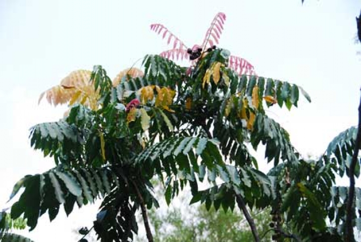 Lepisanthes amoena 