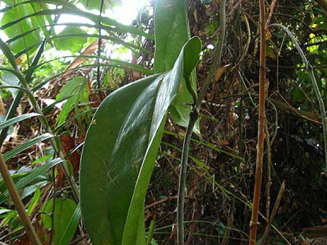 Smilax leucophylla 