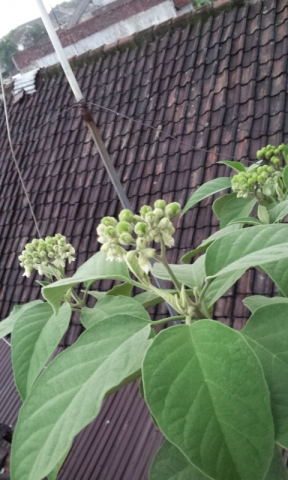 Solanum mauritianum 