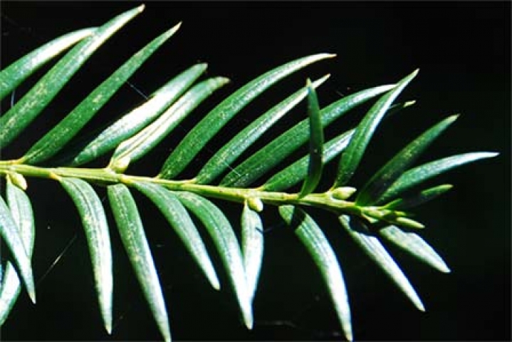 Taxus sumatrana 