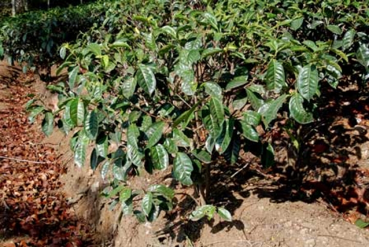 Camellia sinensis 