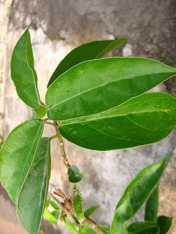 Premna oblongifolia 