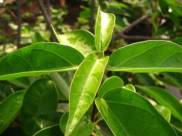Premna oblongifolia 