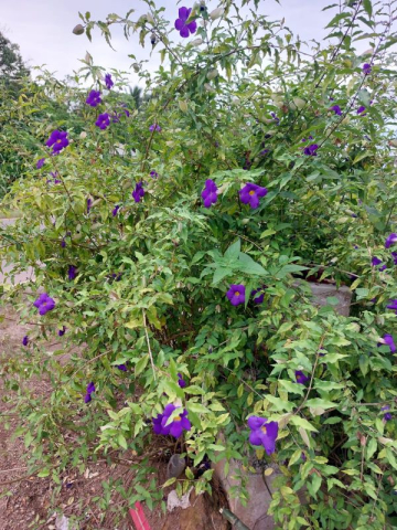 Thunbergia erecta 