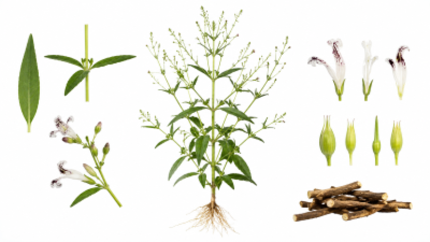 Andrographis paniculata