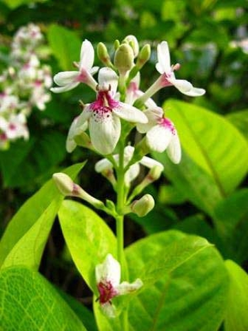 Pseuderanthemum maculatum 