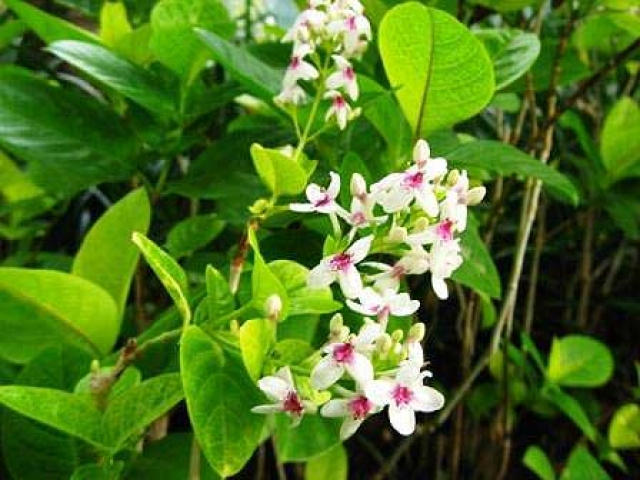 Pseuderanthemum maculatum 