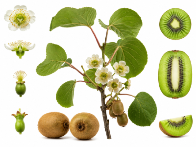 Actinidia chinensis var. deliciosa