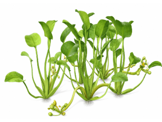 Limnocharis flava