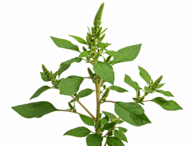 Amaranthus spinosus