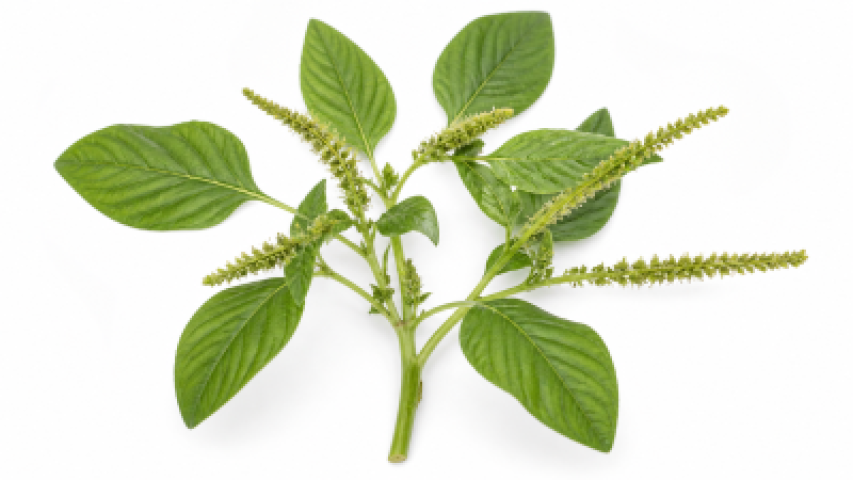 Amaranthus viridis