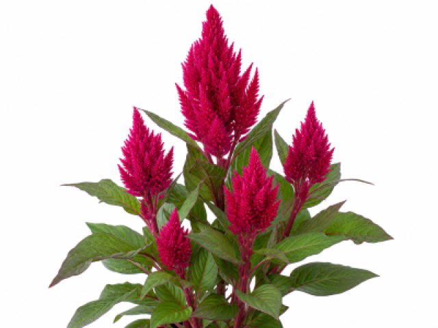 Celosia argentea