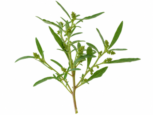Dysphania ambrosioides