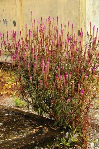 Celosia argentea 