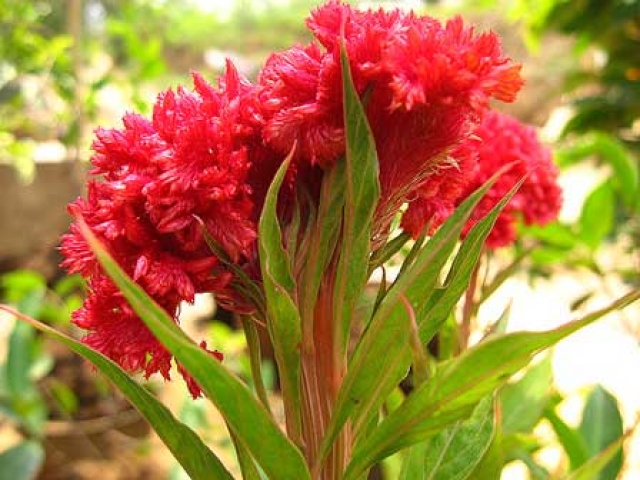 Celosia cristata 