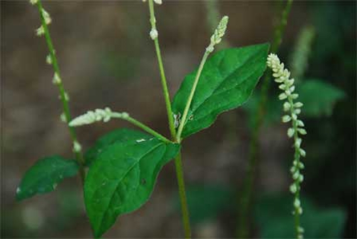 Cyathula prostrata 