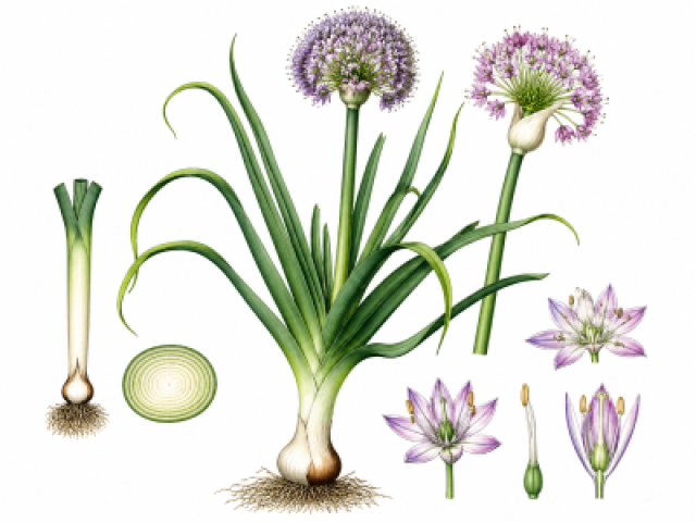 Allium ampeloprasum