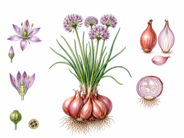 Allium ascalonicum