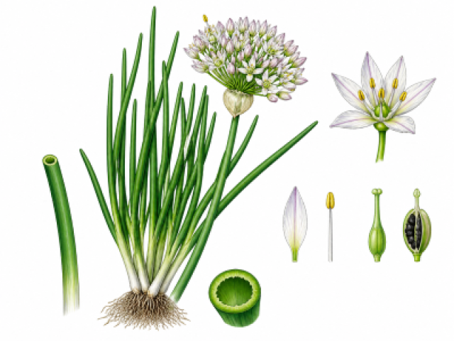 Allium fistulosum