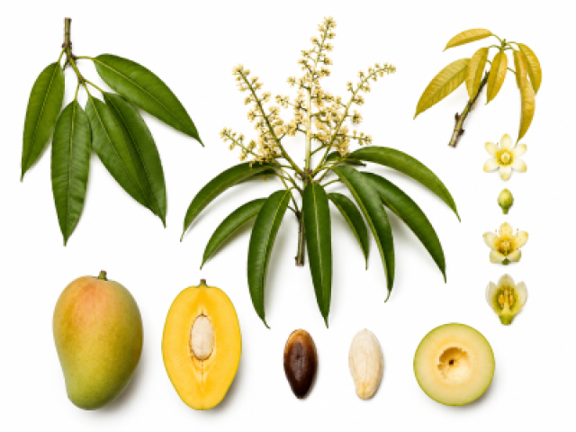 Mangifera caesia