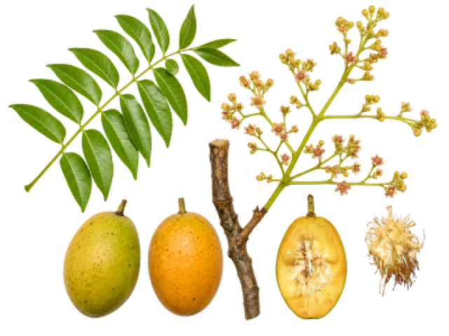 Spondias dulcis