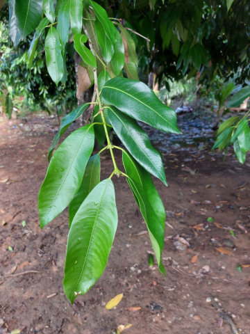 Bouea macrophylla 