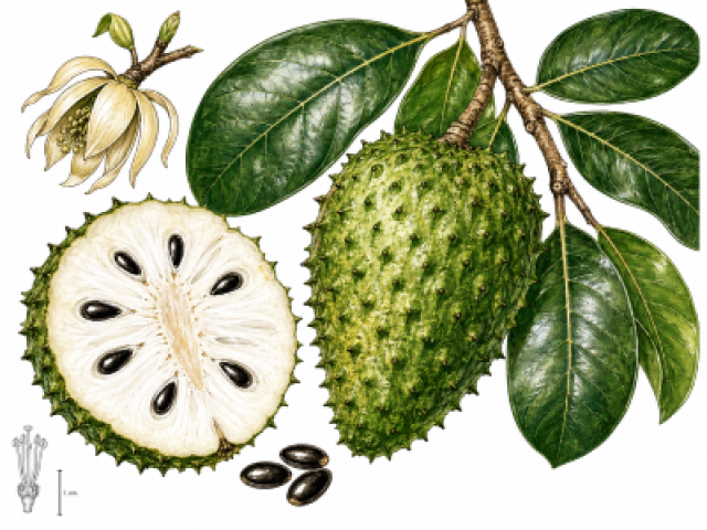 Annona muricata