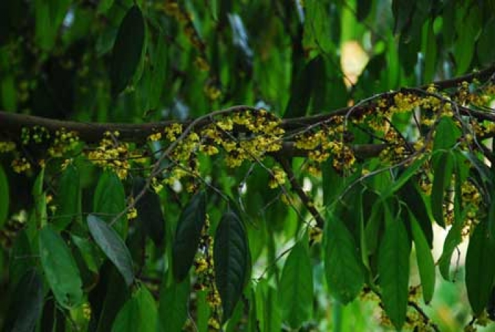 Stelechocarpus burahol 