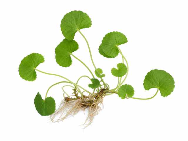Centella asiatica