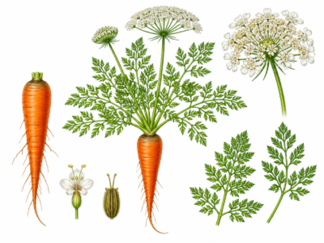 Daucus carota subsp. sativus