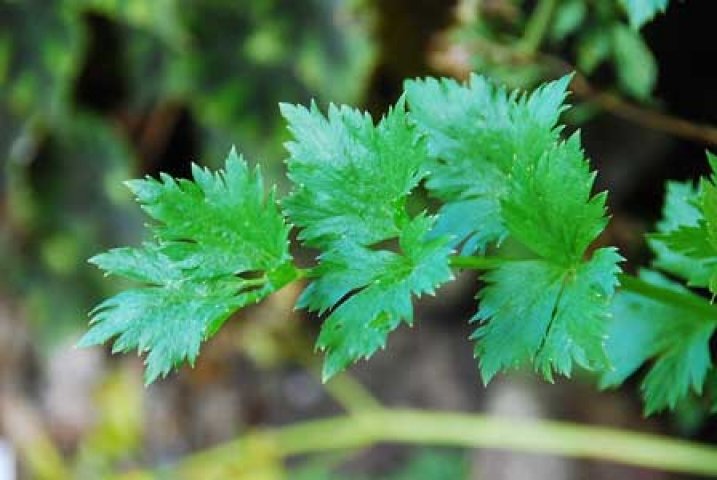 Graines De Céleri ‘Green Utah’ – Environ 400 Graines Par Sachet – Apium Graveolens, Tiges épaisses Et Tendres