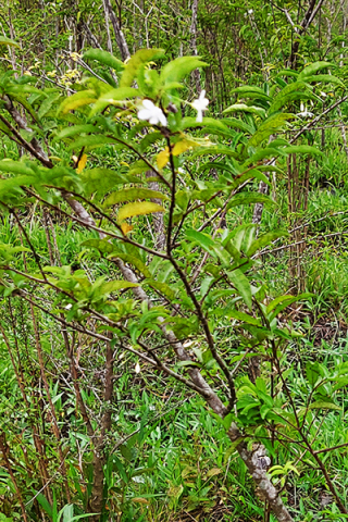 Wrightia religiosa 