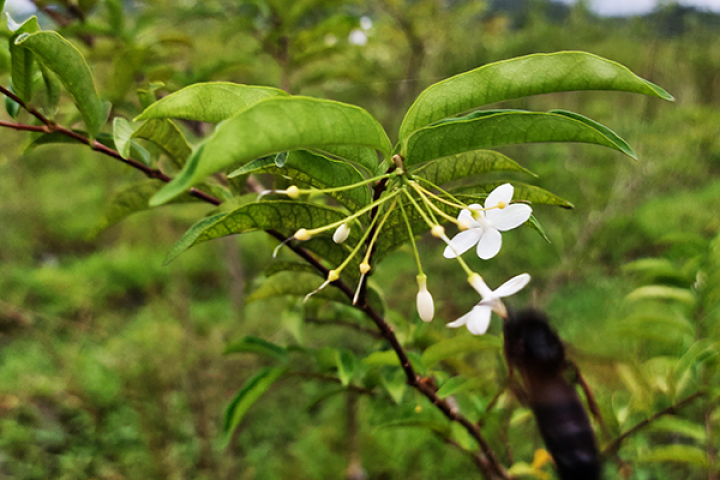 Wrightia religiosa 