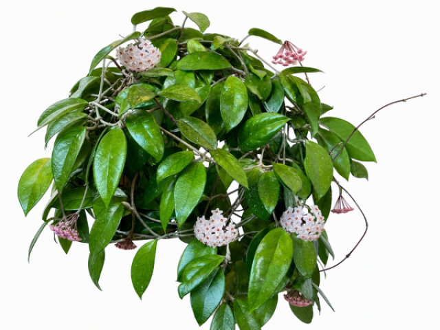 Hoya carnosa