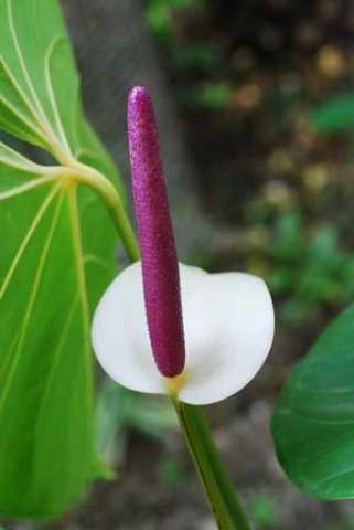 Anthurium andraeanum
