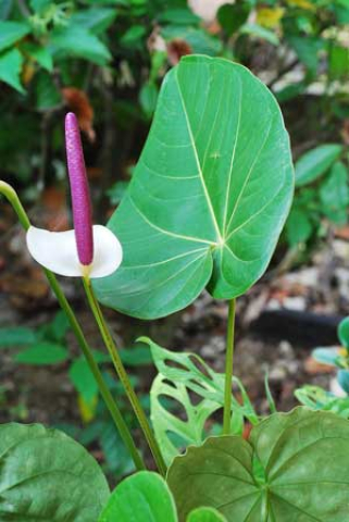 Anthurium andraeanum